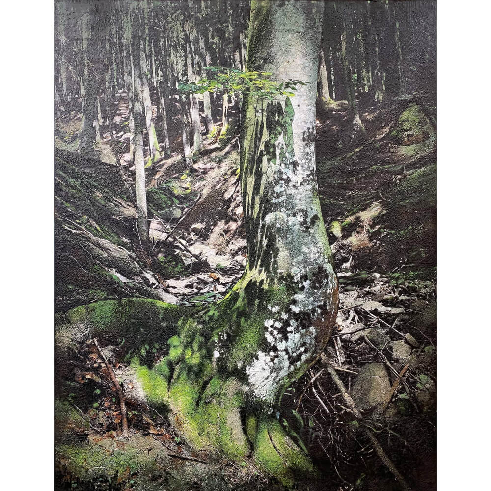 Karin-Vermeer-Wald-Landschaften.jpg